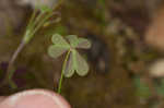 Tufted yellow woodsorrel